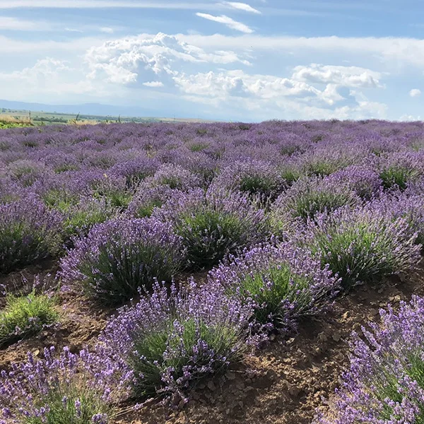 Sighnaghi Natural monuments